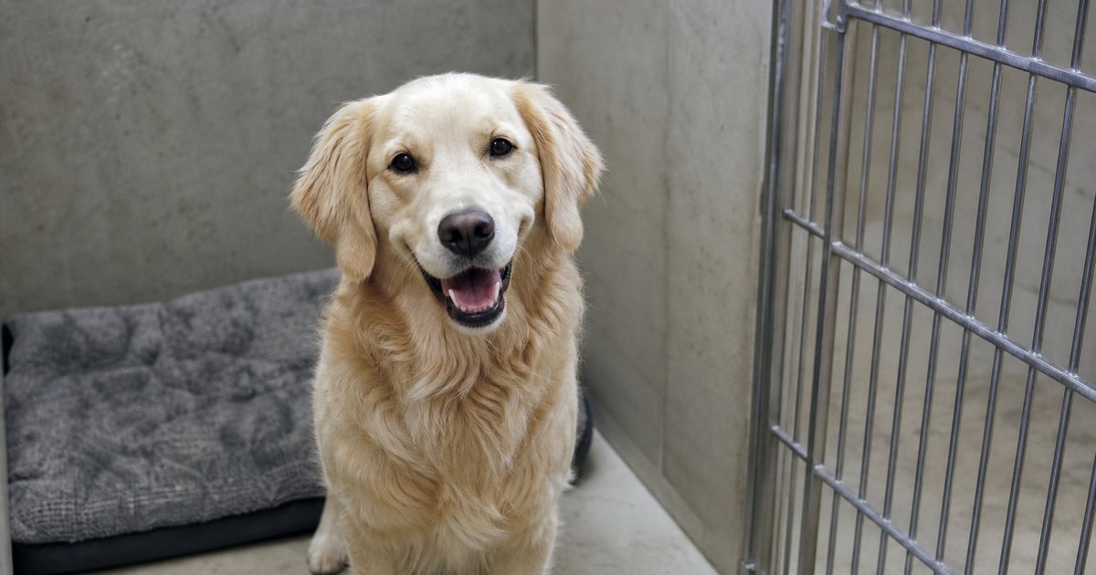 Why Do Deposits Reduce No Shows for Pet Boarding Reservations?