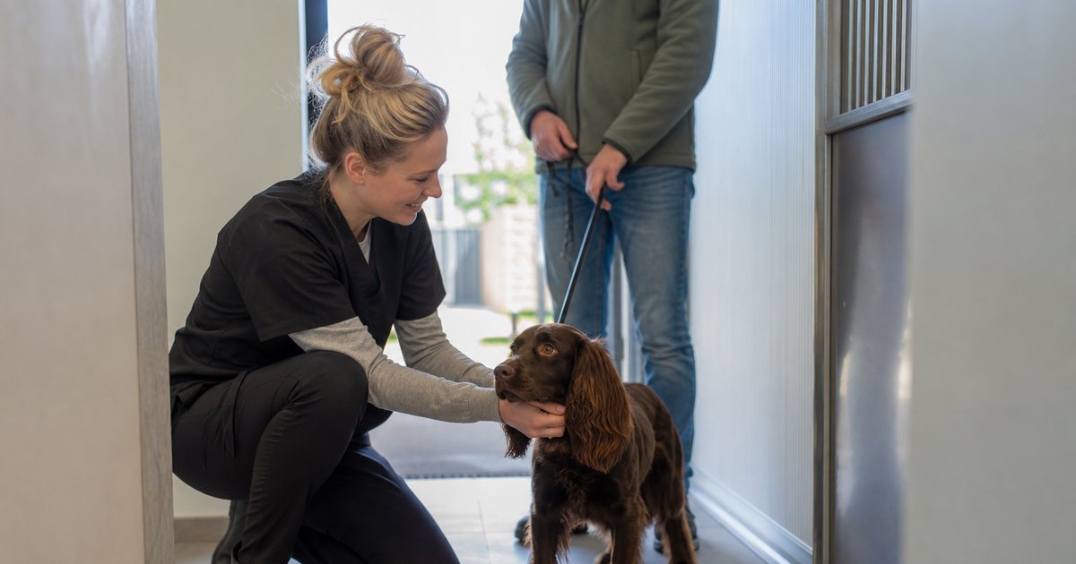 Kennel staff member kneeling to greet a nervous brown spaniel on a leash at the entrance of an indoor kennel hallway, the owner standing behind holding the leash, daylight from the doorway
